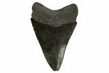 Serrated, Fossil Megalodon Tooth - South Carolina #310086-1